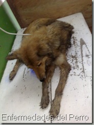 perro con distemper