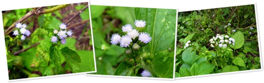 View Mistflower