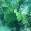IMGP2344 Snorkel Buck Island Reef 