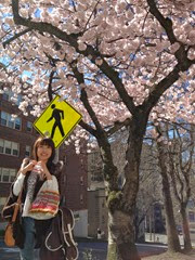 Sakura in front of Hotel