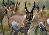 Antelope - Antelope Island, Utah
