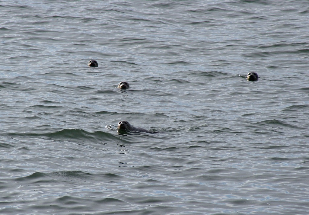 [Seals2%255B4%255D.jpg]