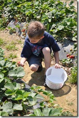 Strawberry Picking May 2011 09