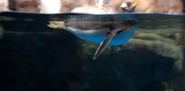[aquarium26%255B2%255D.jpg]