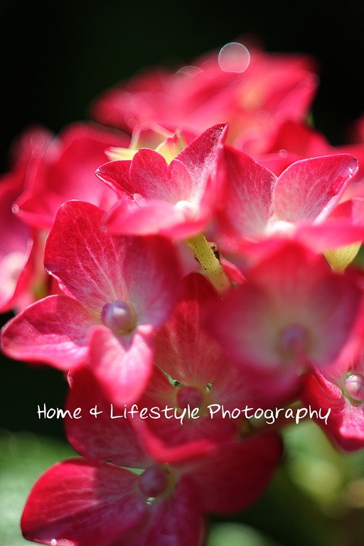 [IMG_1266a%255B7%255D.jpg]