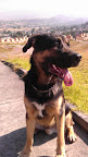 Franco es un macho de 1 año y un par de meses es un gran perro y muy fuerte es juguetón y cariñoso excelente compañero de aventuras