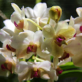 Orchid At The Garden of the Sleeping Giant - Port Denarau, Fiji
