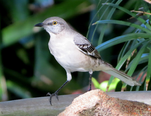 Spotting Image 1