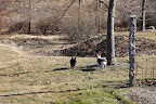 Franny, as you know, the wetlands are down in that low area, and yes, there are a lot of critters in there.  However, it's also where Martha has planted a grove of pussy willows, also in the genus Salix.
