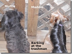 Muffie-and-Maddie Muffie-and-Maddie