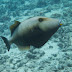 P4293263