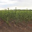Perenbomen in kwekerij vanMontfort AV2013_09_06_04.JPG