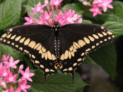 DSCN0287