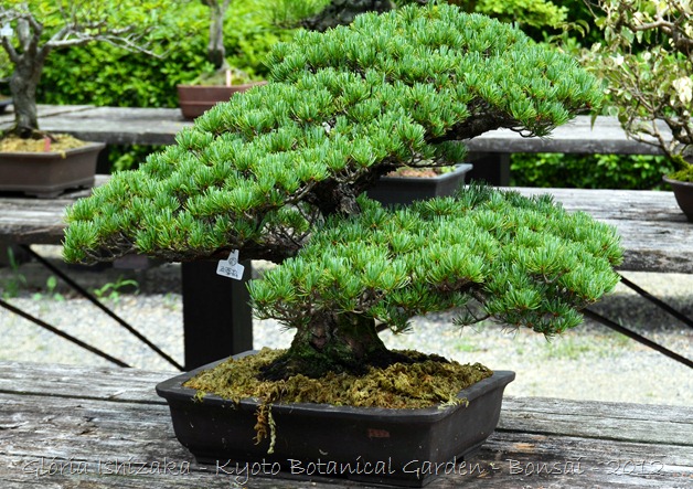 Glória Ishizaka -   Kyoto Botanical Garden 2012 - 53