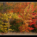 Fall Color / Hiawatha National Forest / Upper MI.