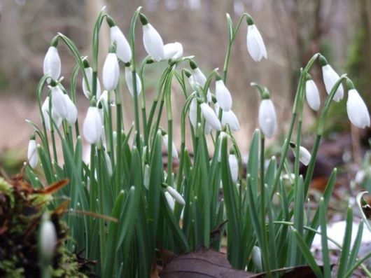 [symphony_in_white_10%255B5%255D.jpg]