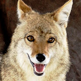 Coyotes