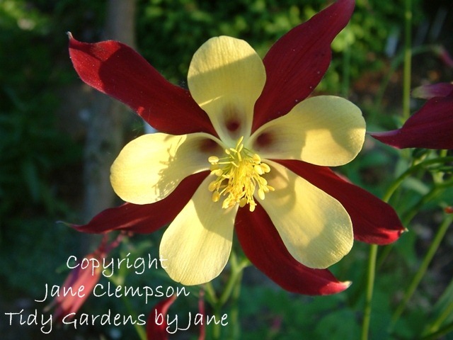 [Aquilegia%2520Multi%2520Flowers%2520%25284%2529%2520Photo%255B3%255D.jpg]