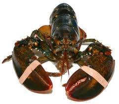 [Lobster4.jpg]