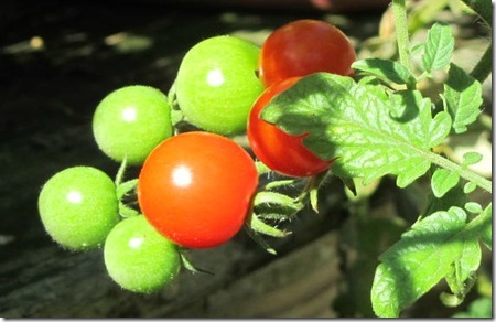 [IMG_2555a_thumb5%255B2%255D.jpg]