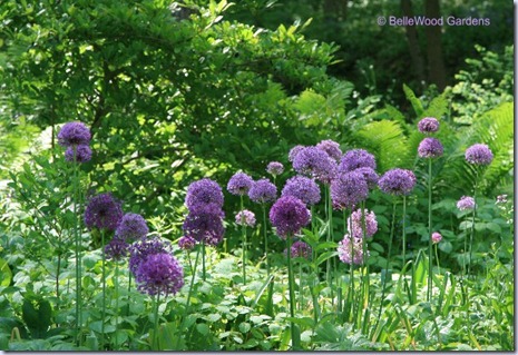 BelleWood Gardens_2009-05_Allium Purple Sensation-2 BelleWood Gardens_2009-05_Allium Purple Sensation-2