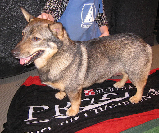 Swedish Vallhund