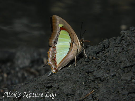 Nymphalidae%25252c%252520polyura%252520athamas%25252c%252520common%252520nawab