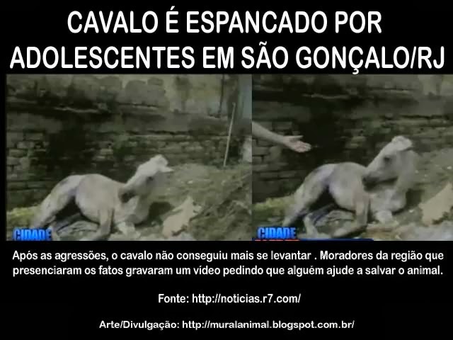 [cavalo-sao-goncalo%255B3%255D.jpg]