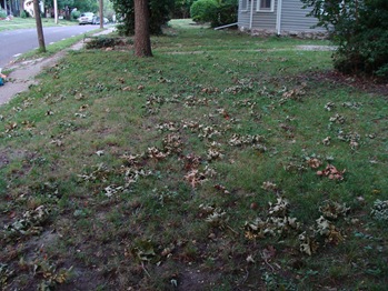 cicada flagged branches