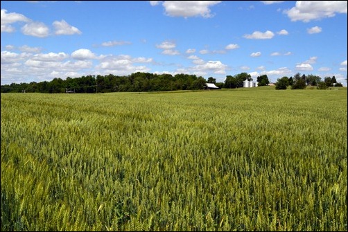 wheat field1