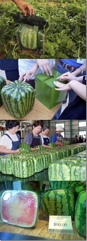 viral-picdump-pics-45