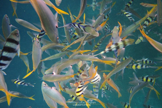 Coron Underwater