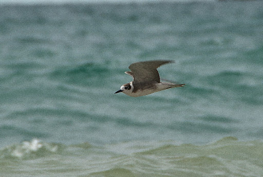 Black%252520tern_07