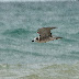 Black%252520tern_07