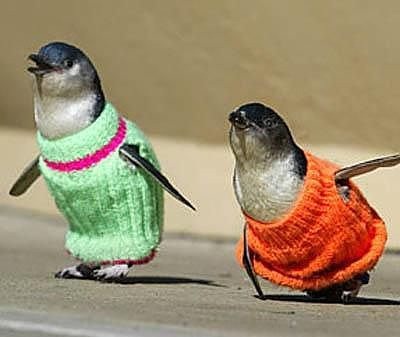 [penguins-in-sweaters%255B3%255D.jpg]