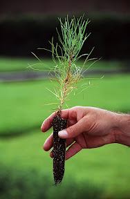 The Planters - This red pine seedling was grown at Potlatch Corporation's giant Cloquet, Minnesota nursery. Red pine is a fine lumber tree that grows very well in the Great Lakes region. In 2000, the Cloquet nursery produced about 2.5 million seedlings including red, white and jack pine plus white spruce, white cedar, blue spruce, European larch and hybrid poplar.