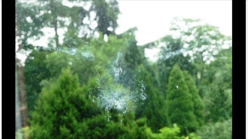 bird-imprints-9 bird-imprints-9