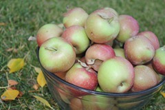 Apple Pudding Cake - Apples