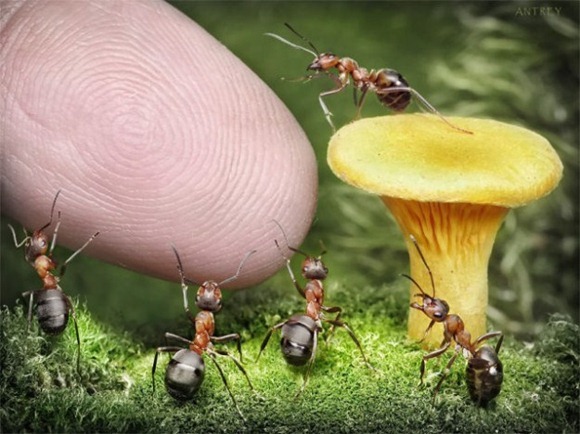 Life-of-Ants-Andrey-Pavlov-15