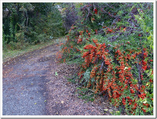 111120_Cotoneaster_001