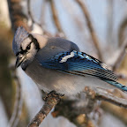 Birds on Ice III