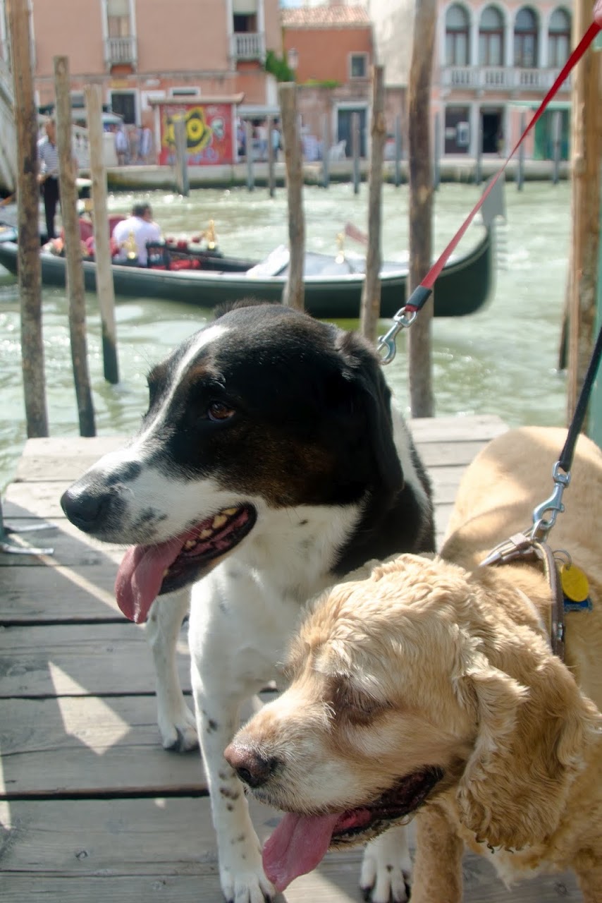 Abby and Chewy with gondola