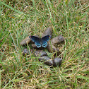 Red-spotted purple