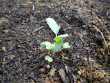 Street side beds of Broccoli