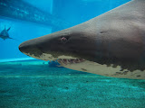 South Africa - 076.JPG