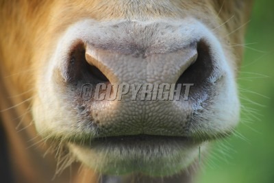 [cow-snout-detail-image%255B8%255D.jpg]