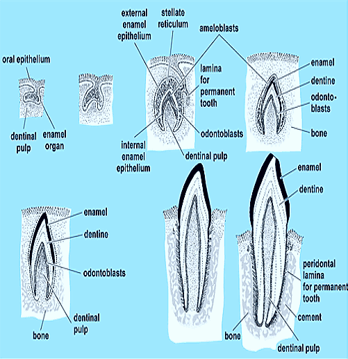 tooth-development