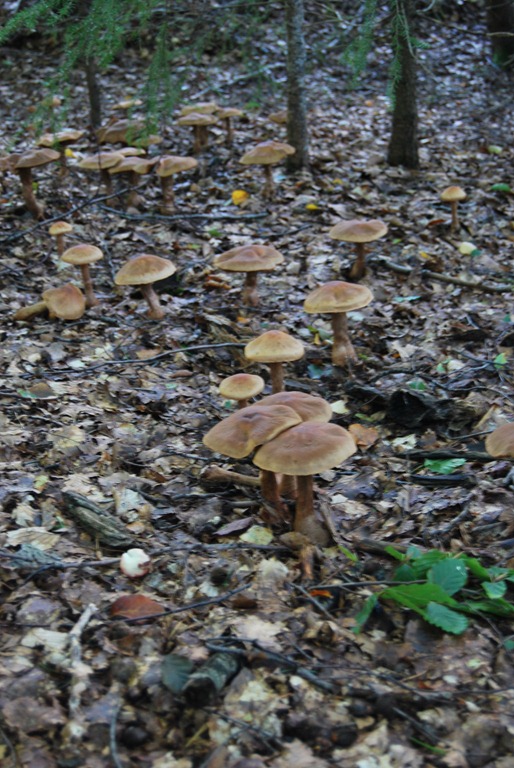 [Tur%2520i%2520skogen%2520sept%252011%2520048%255B8%255D.jpg]