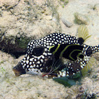 Boxfish being cleaned