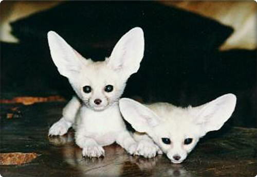 Fennec Fox (Vulpes zerda)